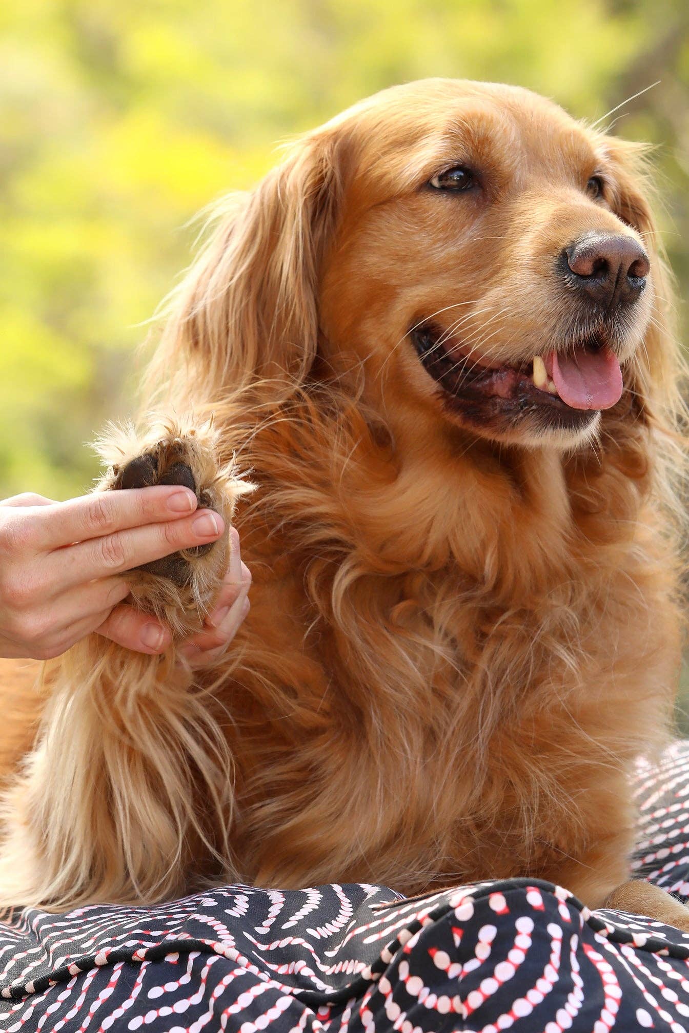 Paw & Skin Repair