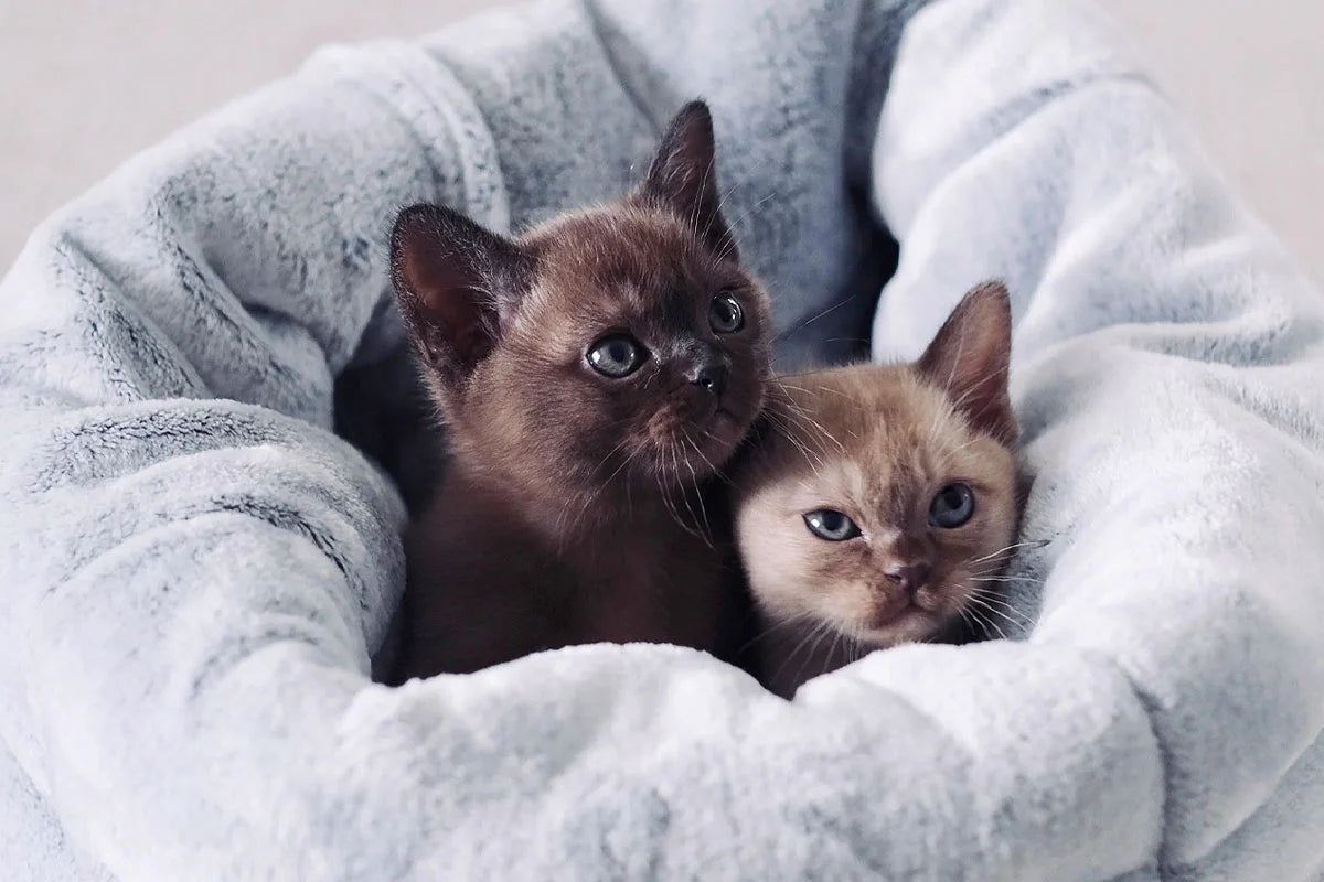 Snooza – The Cat Bed – Chinchilla