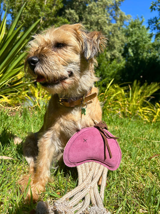 Georgie Paws – Joe Jellyfish