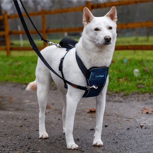CarSafe – Crash Tested Harness – Blue