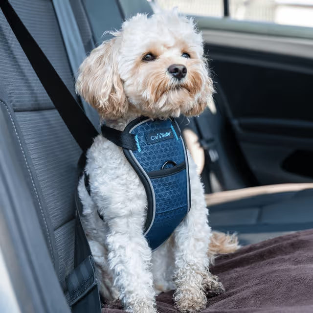 CarSafe – Crash Tested Harness – Blue
