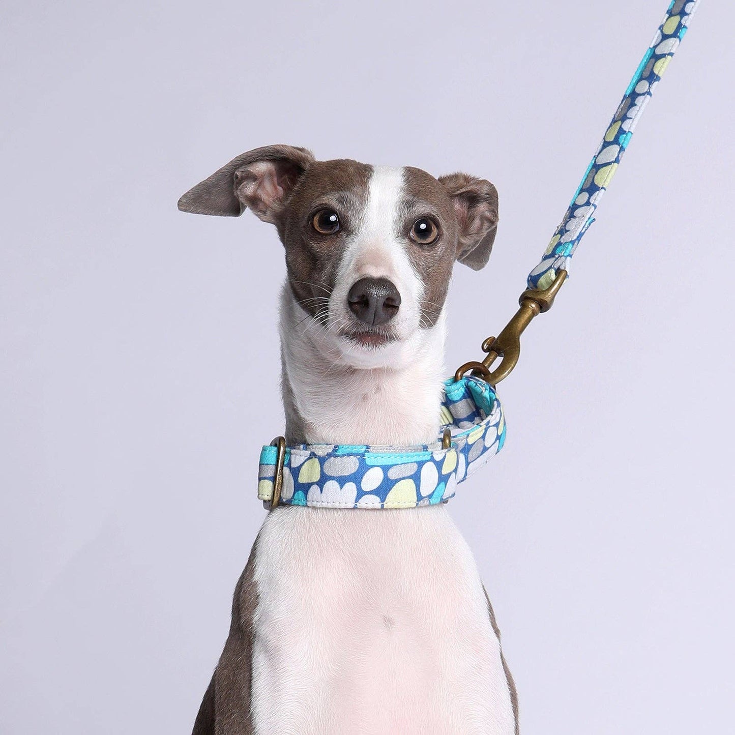 Martingale Collar - Puli Puli (Blue)