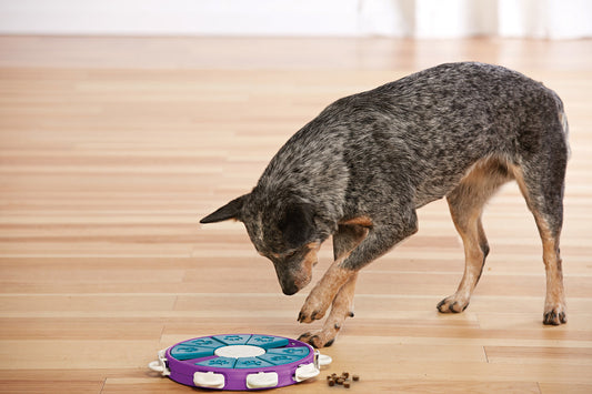 Outward Hound – Nina Ottosson – Dog Twister Puzzle (Level 3)
