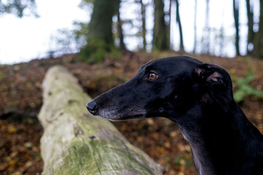 Sleek, Silent & Super Fast: Meet the Greyhound: A Perfect Family Pet