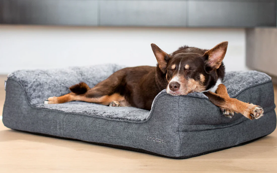 How to Choose the Perfect Dog Bed for Year-Round Comfort, Support & Better Sleep