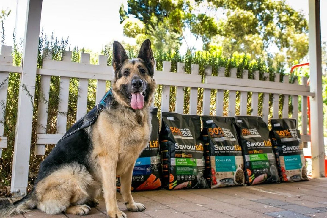 SavourLife: A Champion for Dogs in Need