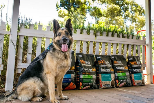 SavourLife: A Champion for Dogs in Need