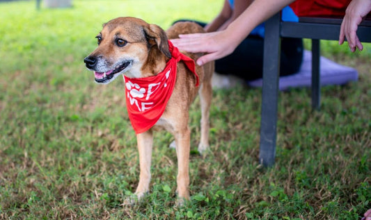 From Rescue to Royalty: What to Expect When Adopting an Adult Dog