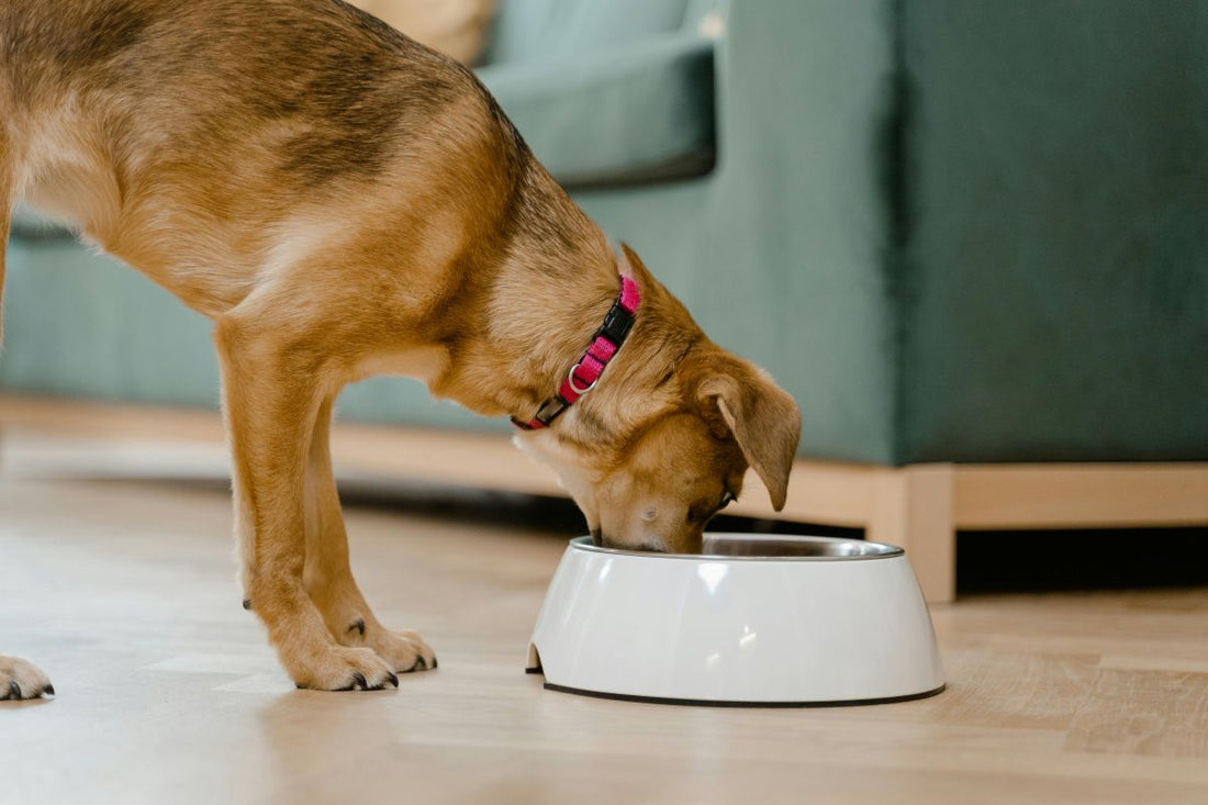 Dog Gut Health: Separating Fact from Fiction