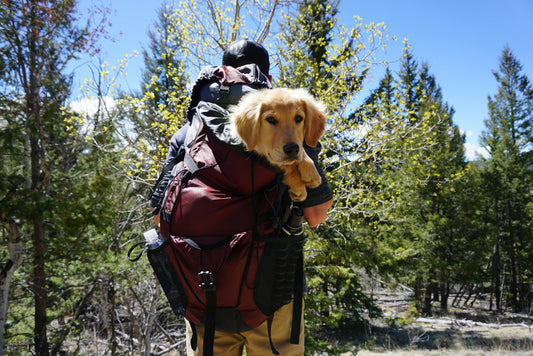 The Ultimate Guide to Pet-Friendly Travel: Tips for Safe and Stress-Free Journeys