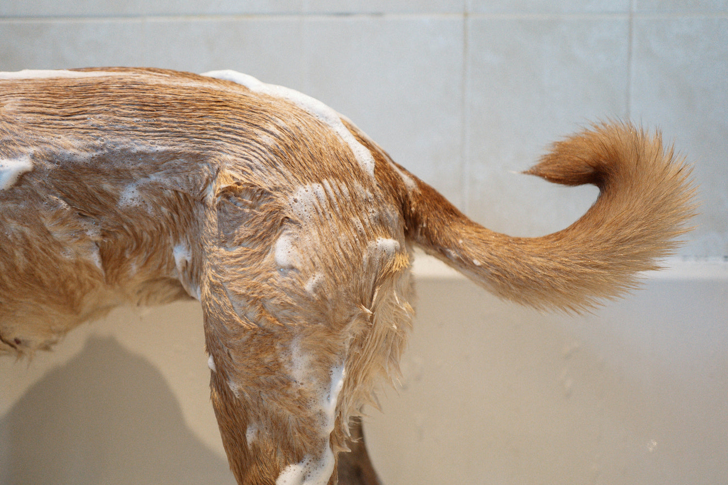 Grooming Products