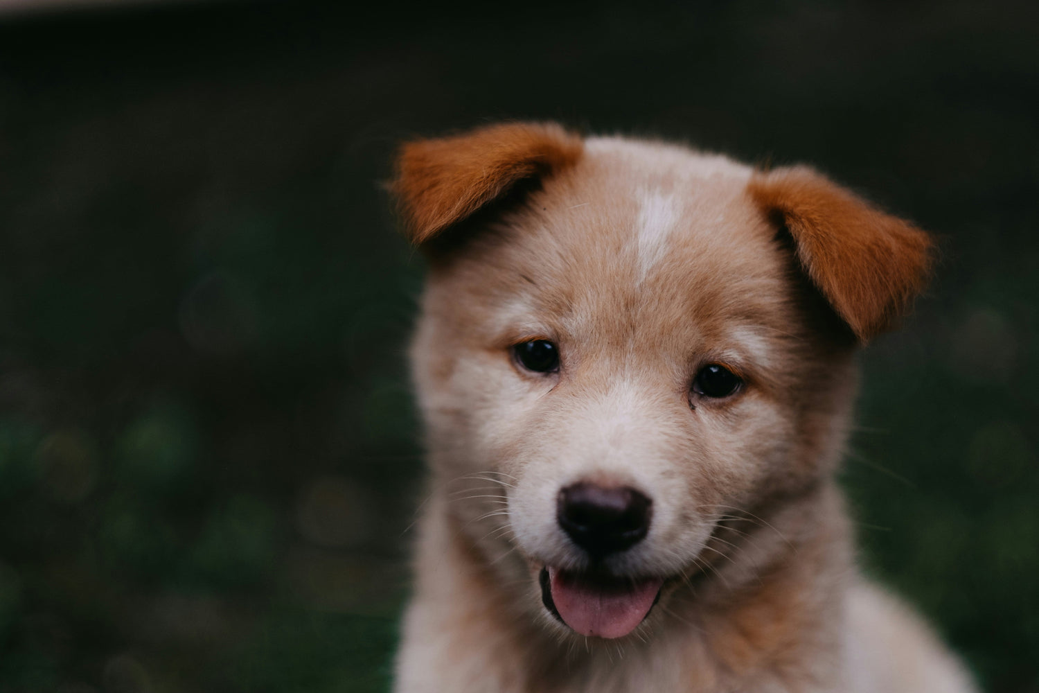 Puppy Food