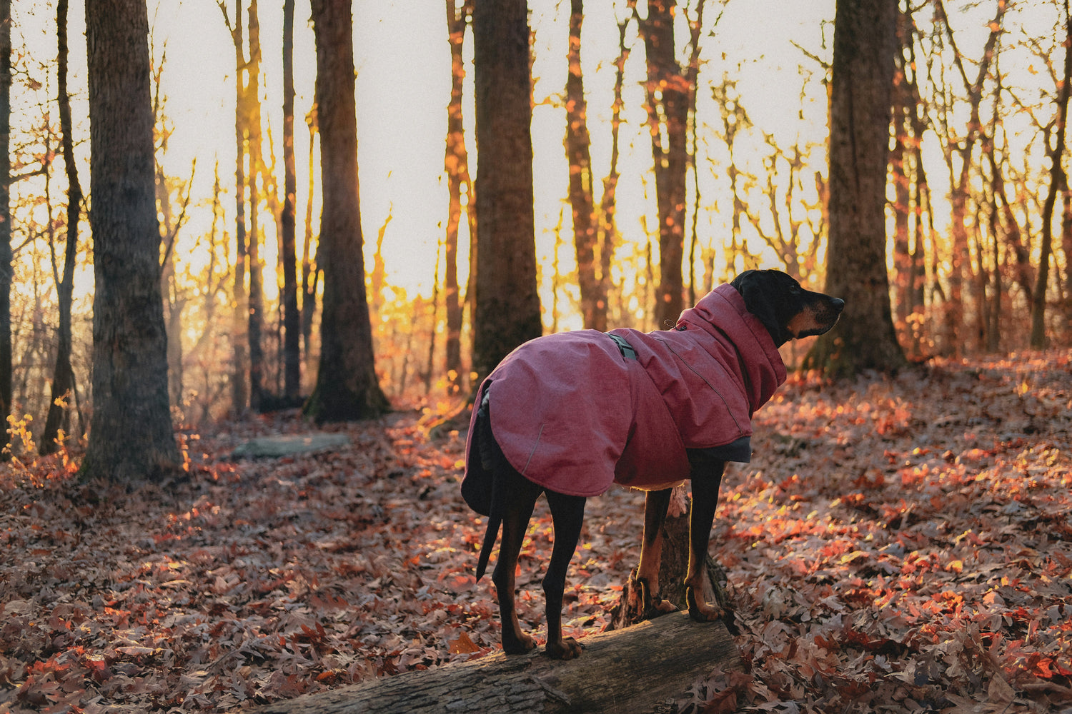 Coats and Jackets