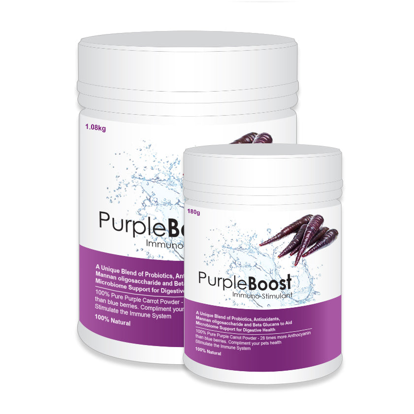 Two containers of PurpleBoost immune support supplement Purple carrot probiotic powder for pet immunity and gut health, with antioxidants, beta glucans, and probiotics for pets on a white background