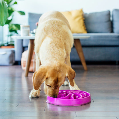 Outward Hound – Fun Feeder Slo Bowl – Regular