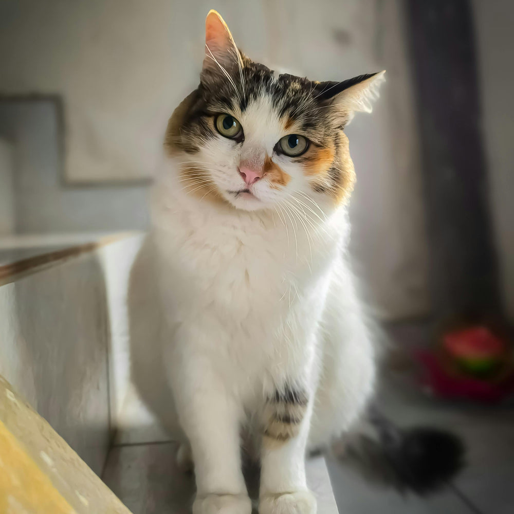 Discover a range of premium cat products including nutritious cat food, comfortable cat beds, grooming tools, interactive toys, enrichment activities, and durable feeding bowls for your feline friend.