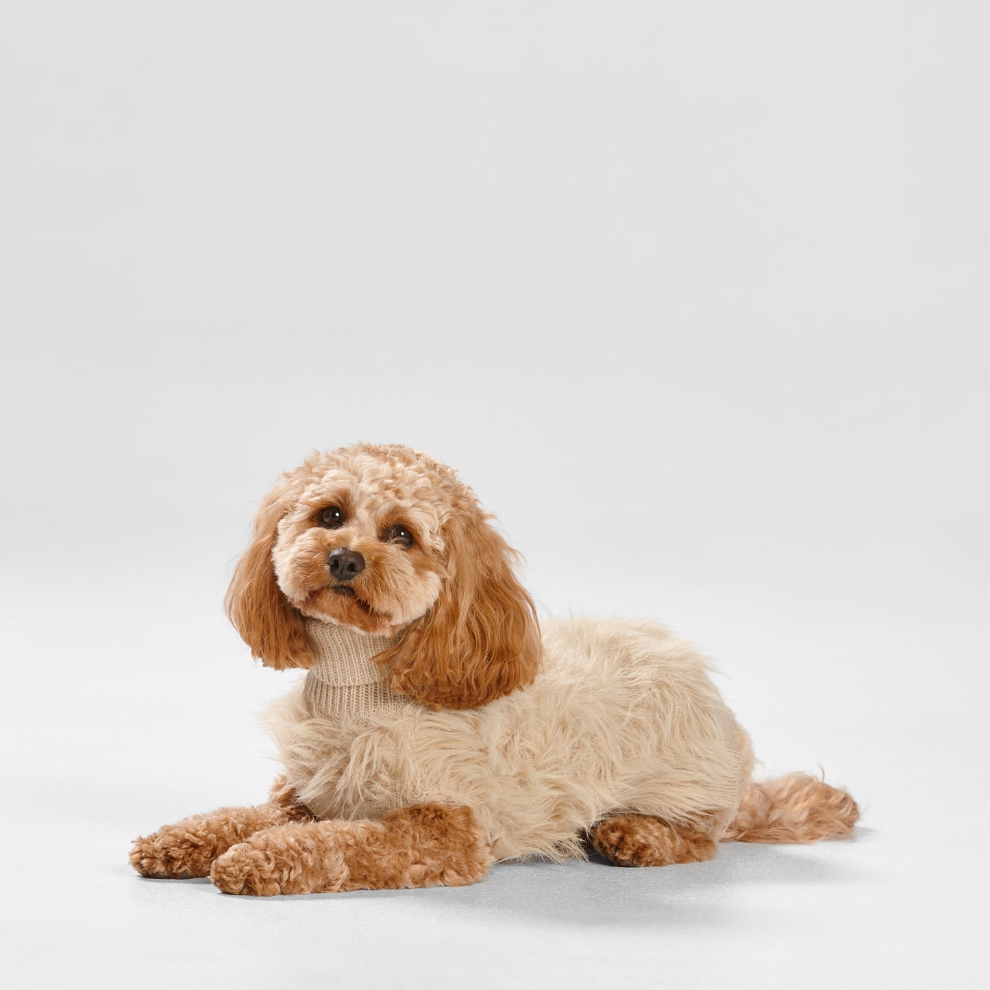 anti anxiety dog coat for winter