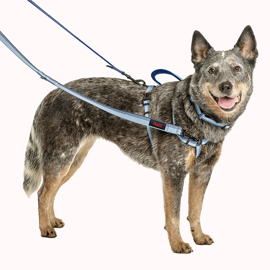 Company of Animals Dog Halti with Double Ended Lead