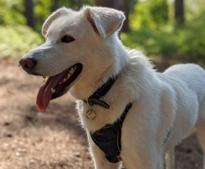 Company of Animals – Halti – No Pull Harness