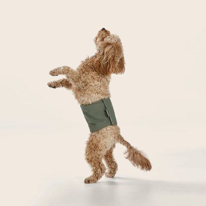 Snooza Washable Dog Nappy Band – Twin Pack for Male Dogs